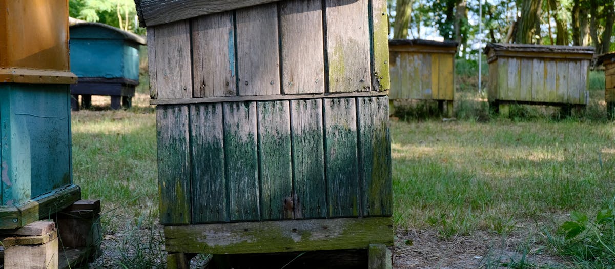 Colorful, weathered wooden beehives in a serene forest setting during daytime.