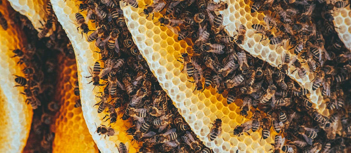 Detailed shot of honeybees on honeycomb showcasing nature's intricate patterns and teamwork.