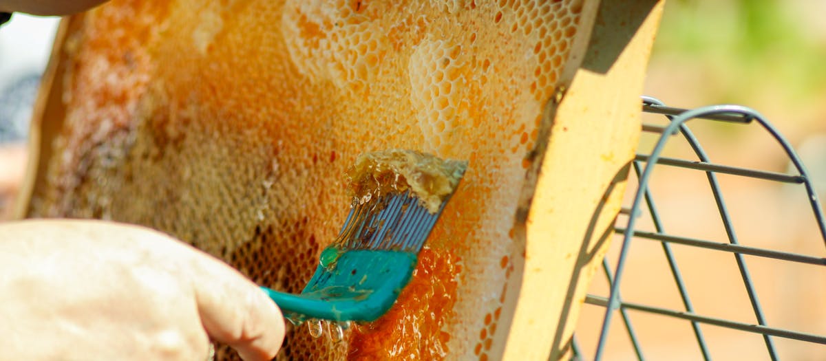 Detailed close-up of honey being extracted from a honeycomb frame using a tool in a bee farm.